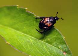 Image of Strigoderma pygmaea (Fabricius 1798)