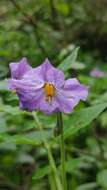 Solanum demissum Lindl.的圖片