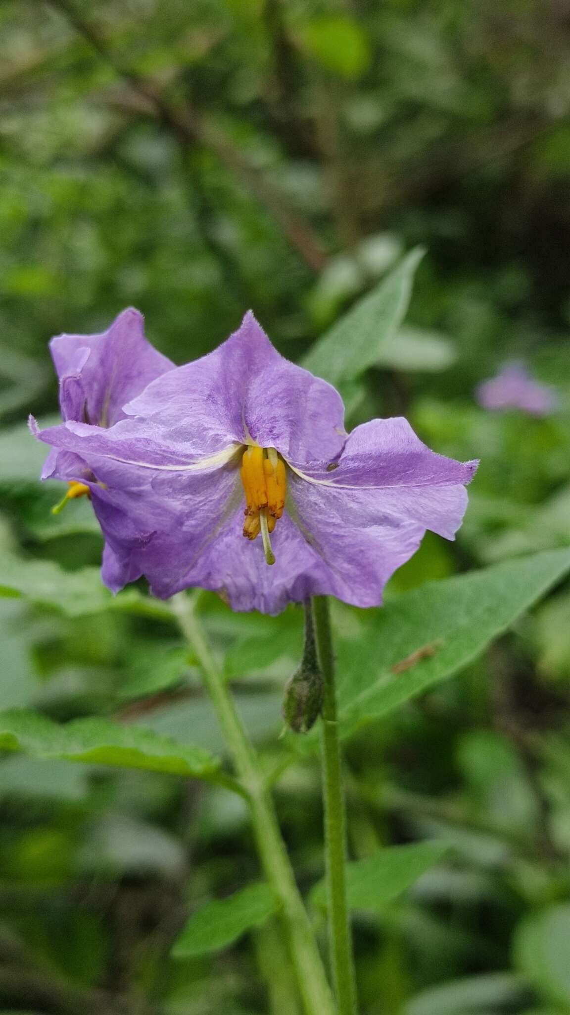 Solanum demissum Lindl.的圖片