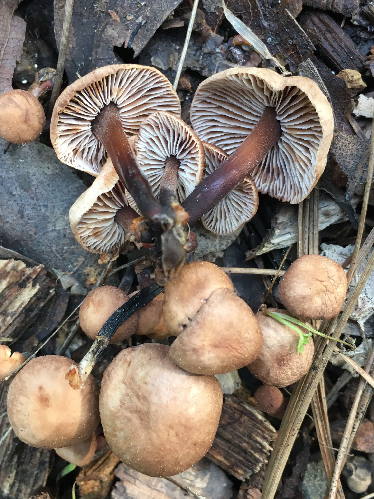 Image of Gymnopus brassicolens (Romagn.) Antonín & Noordel.