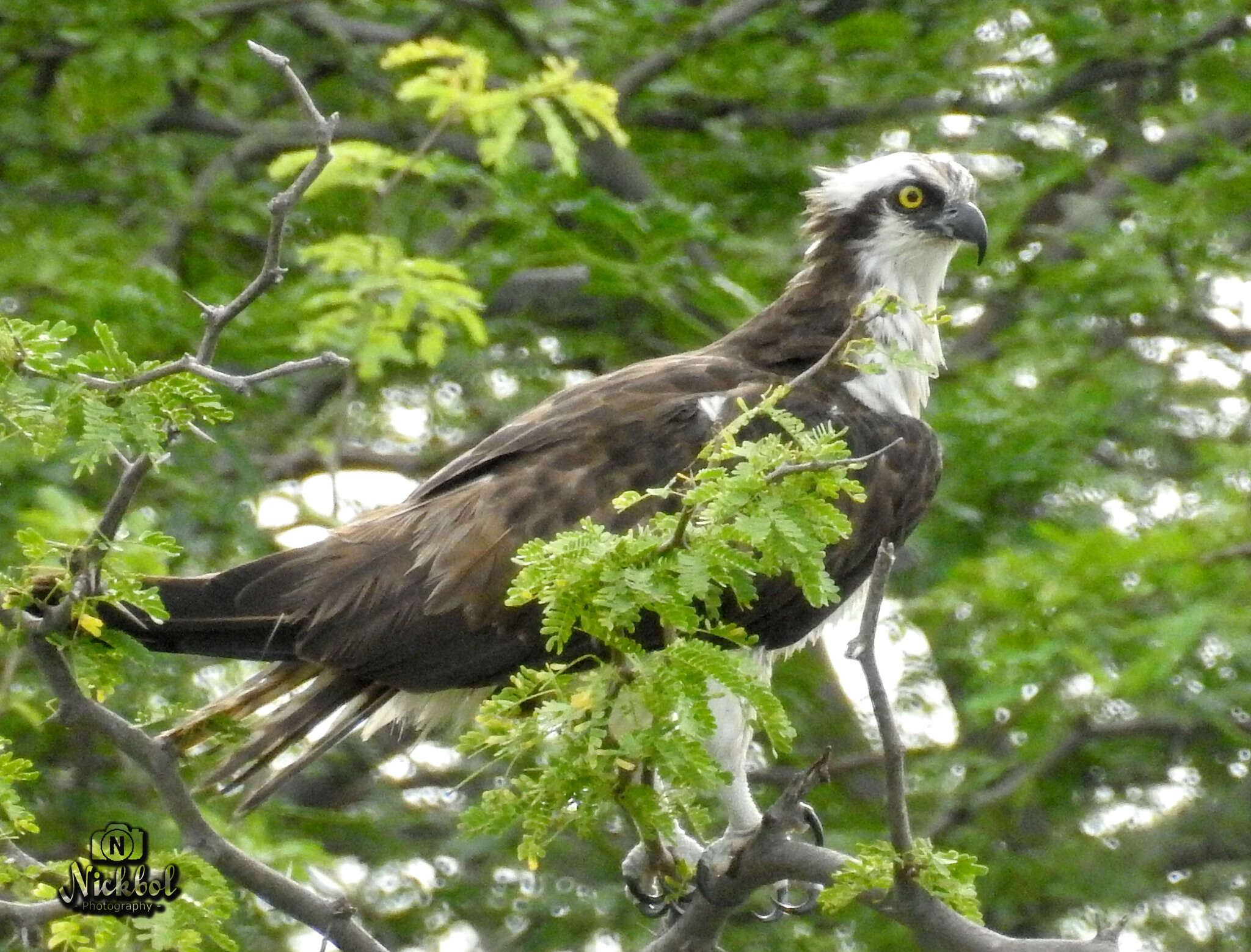 Image of Pandion haliaetus carolinensis (Gmelin & JF 1788)