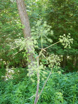 Image of purplestem angelica