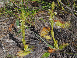 Image de Satyrium humile Lindl.