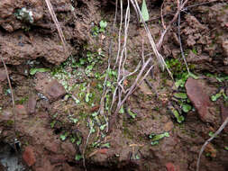 Image of Asterella drummondii (Taylor) R. M. Schust. ex D. G. Long