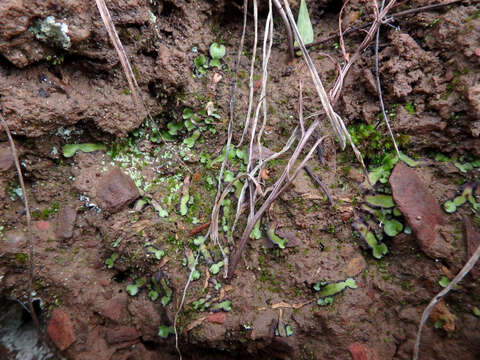 Image of Asterella drummondii (Taylor) R. M. Schust. ex D. G. Long