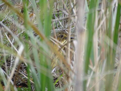 Image of Tawny Antpitta