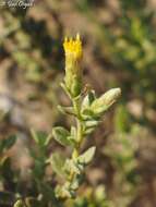 Image of Chiliadenus iphionoides (Boiss. & Blanche) Brullo