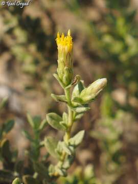 صورة Chiliadenus iphionoides (Boiss. & Blanche) Brullo