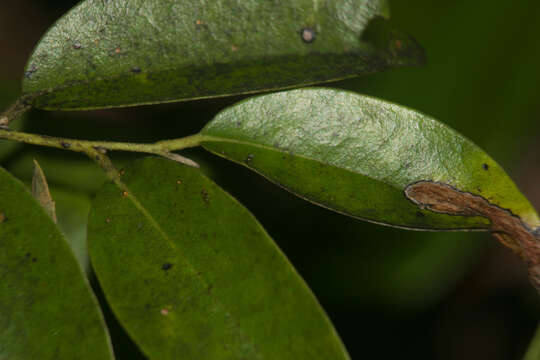 Imagem de Diospyros sandwicensis (A. DC.) Fosberg