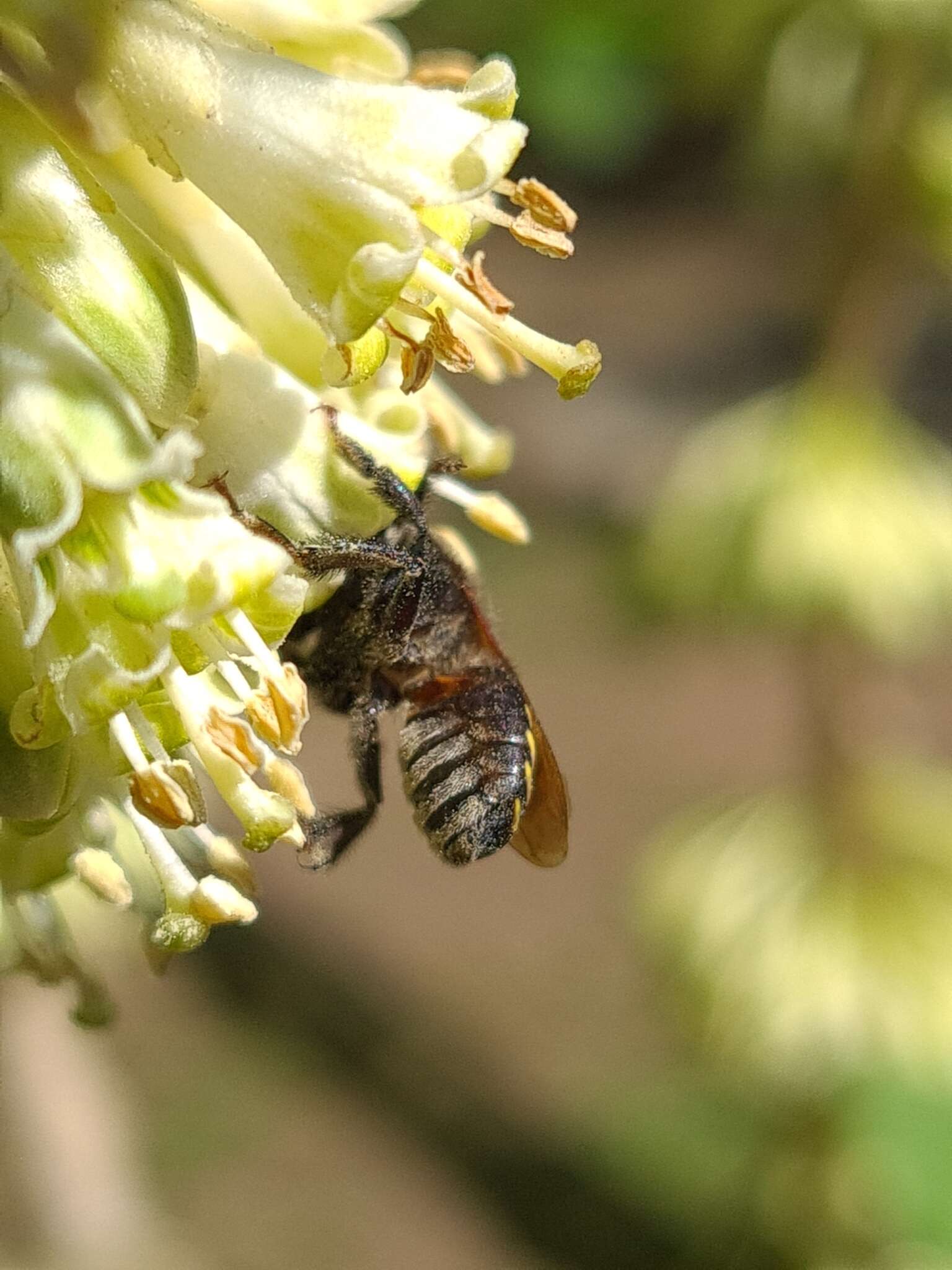 صورة Melipona quadrifasciata anthidioides Lepeletier 1836