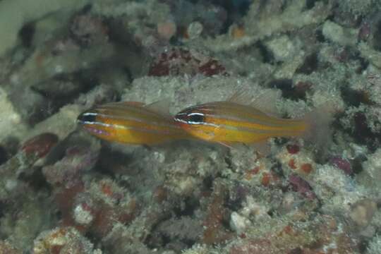 Image of Coral cardinalfish