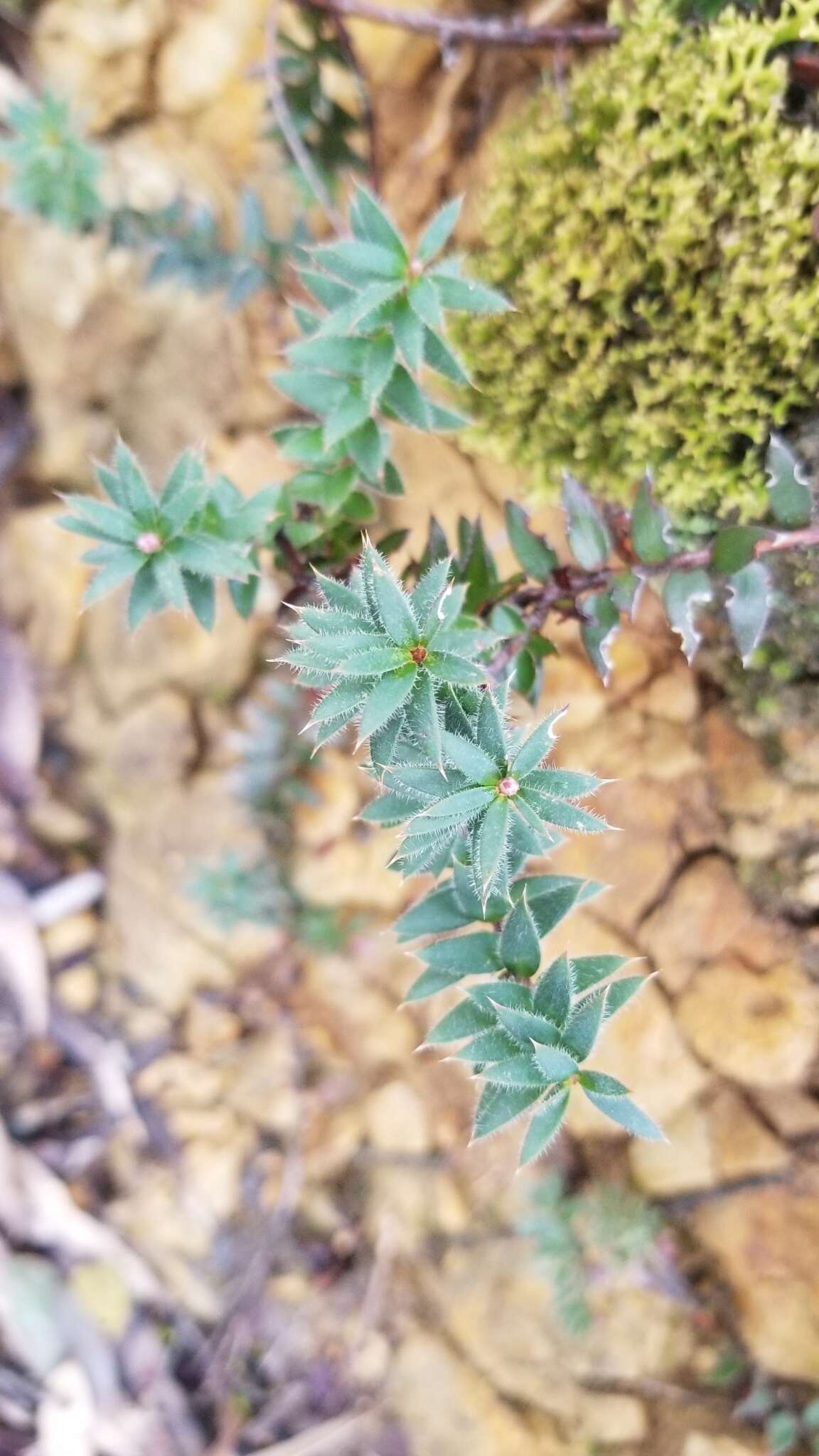 Image of Acrotriche prostrata F. Muell.