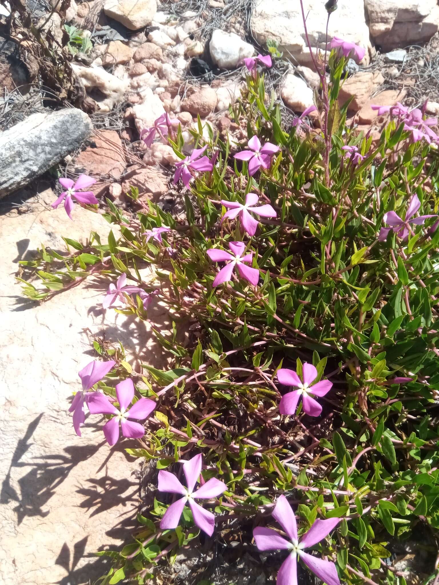 Image of Catharanthus lanceus (Boj. ex A. DC.) Pichon