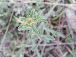 Image of yellowtuft