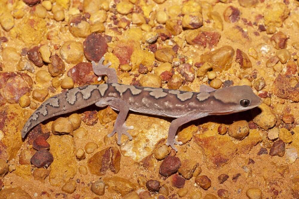 Image of Fine-faced Gecko