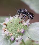 Image of Slender Resin Bee