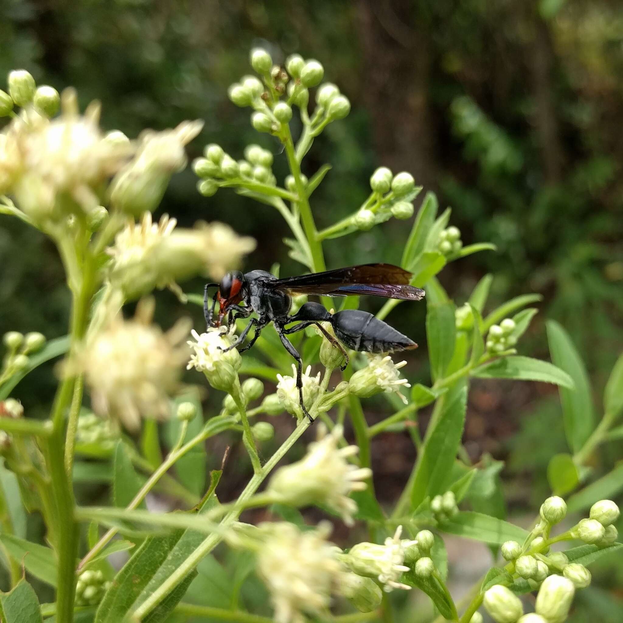 Zethus brasiliensis de Saussure的圖片