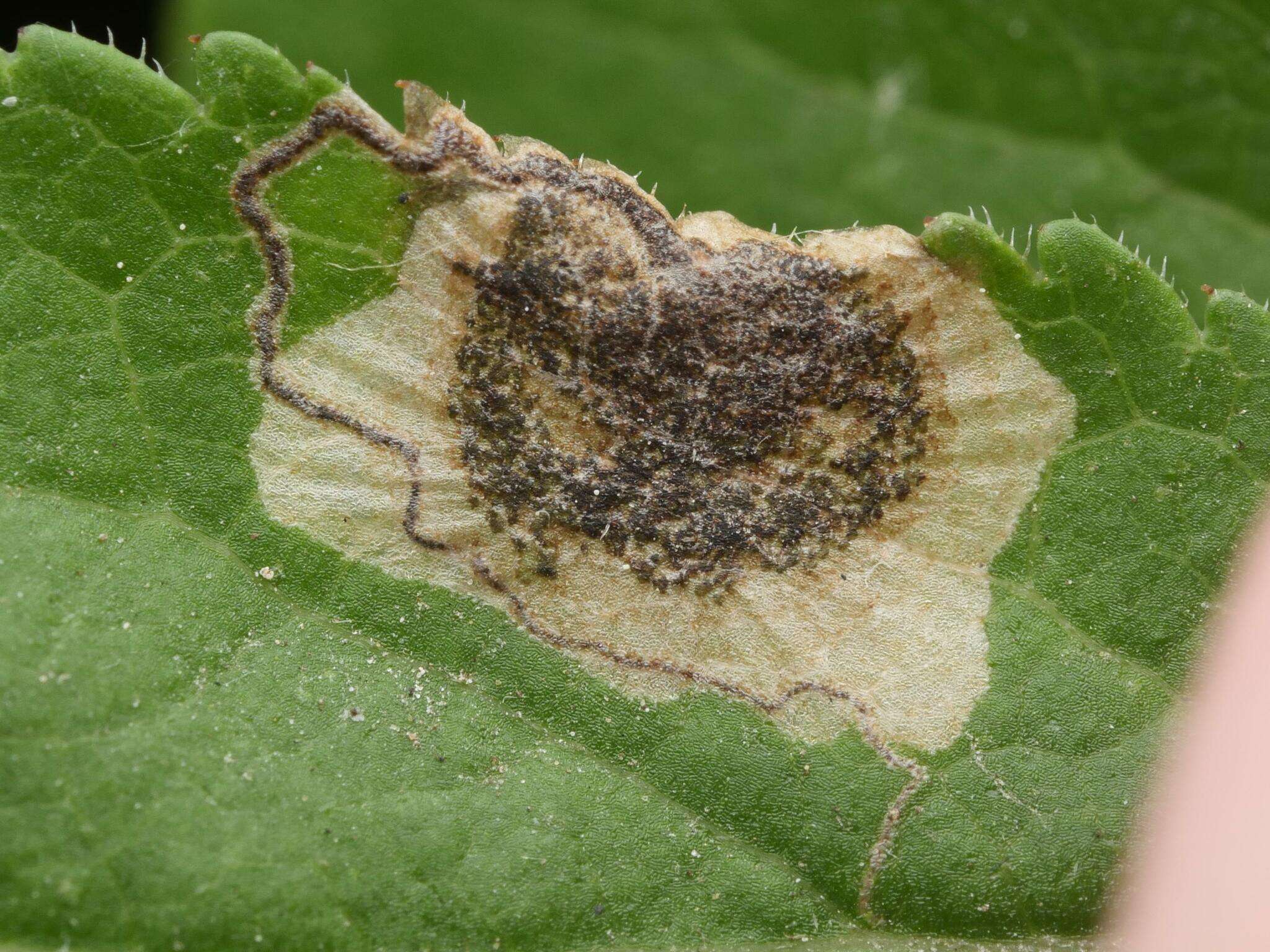 Image of Stigmella plagicolella (Stainton 1854) Fletcher et al. 1945