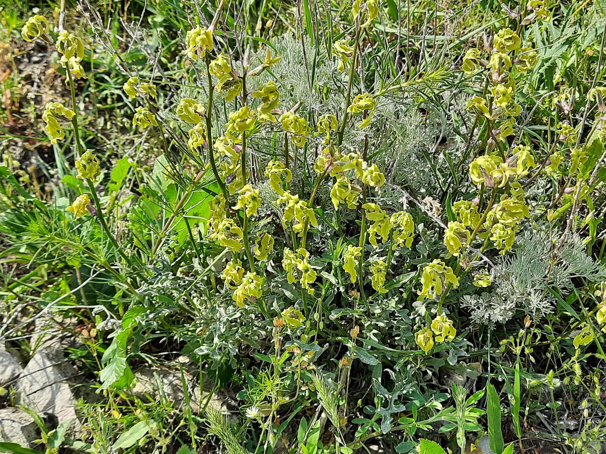 Image of Matthiola caspica (N. Busch) Grossh.