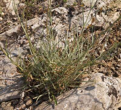 Image of Gypsophila pallasii S. S. Ikonnikov