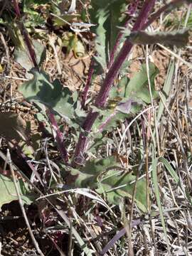 Image of Oak Creek ragwort