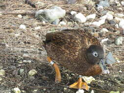 Image of Laysan Duck