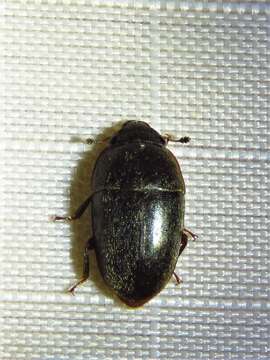 Image de Cryptarcha ampla Erichson 1843