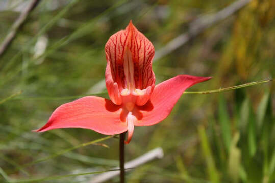 Image of Red Disa