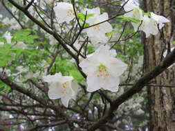 Imagem de Rhododendron quinquefolium Bisset & S. Moore