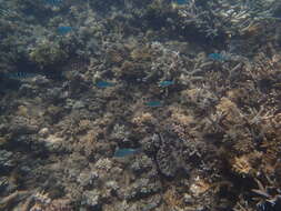 Image of Black-axil chromis