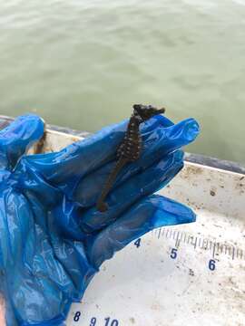 Image of Lined Seahorse