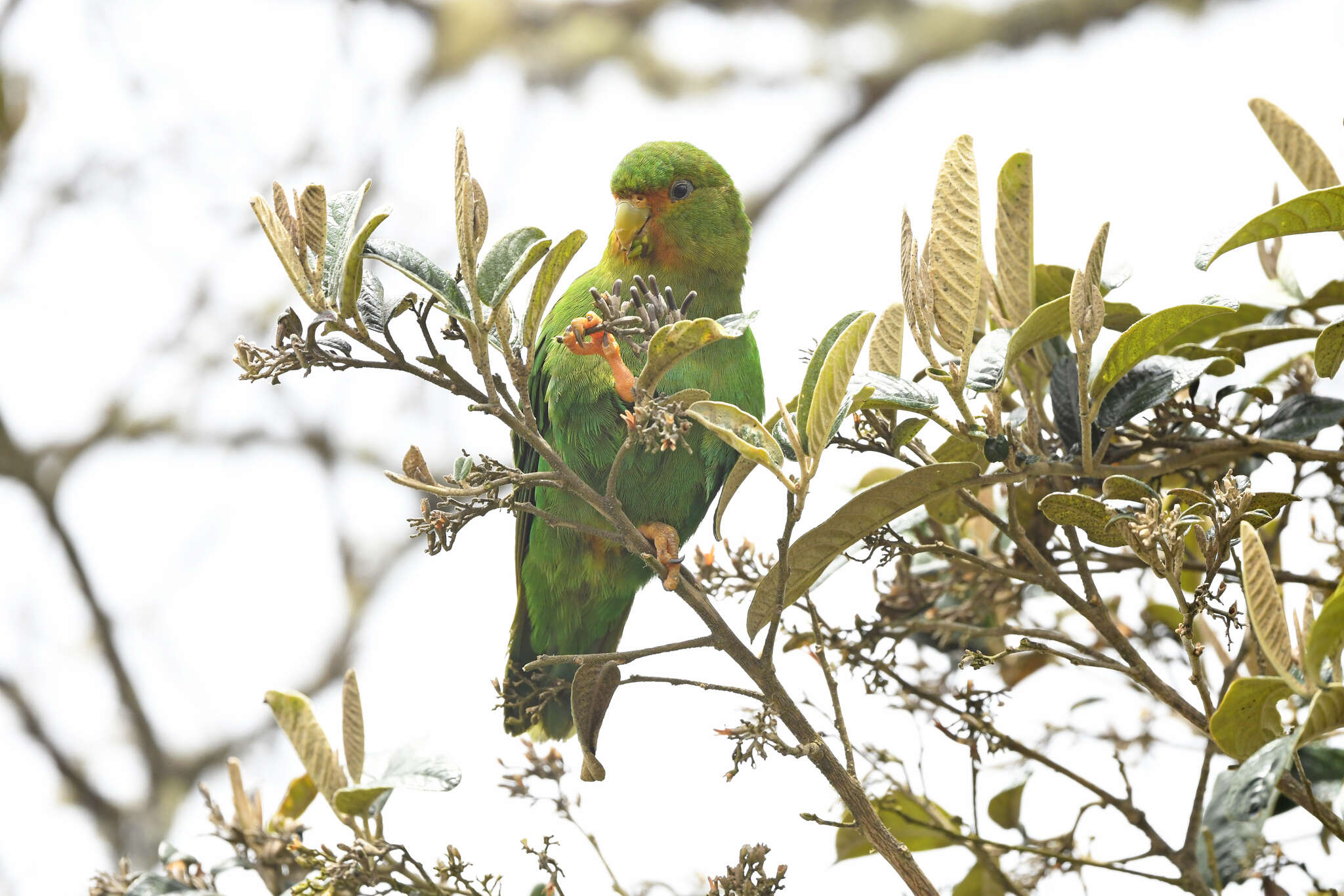 Image of Rufous-fronted Parakeet