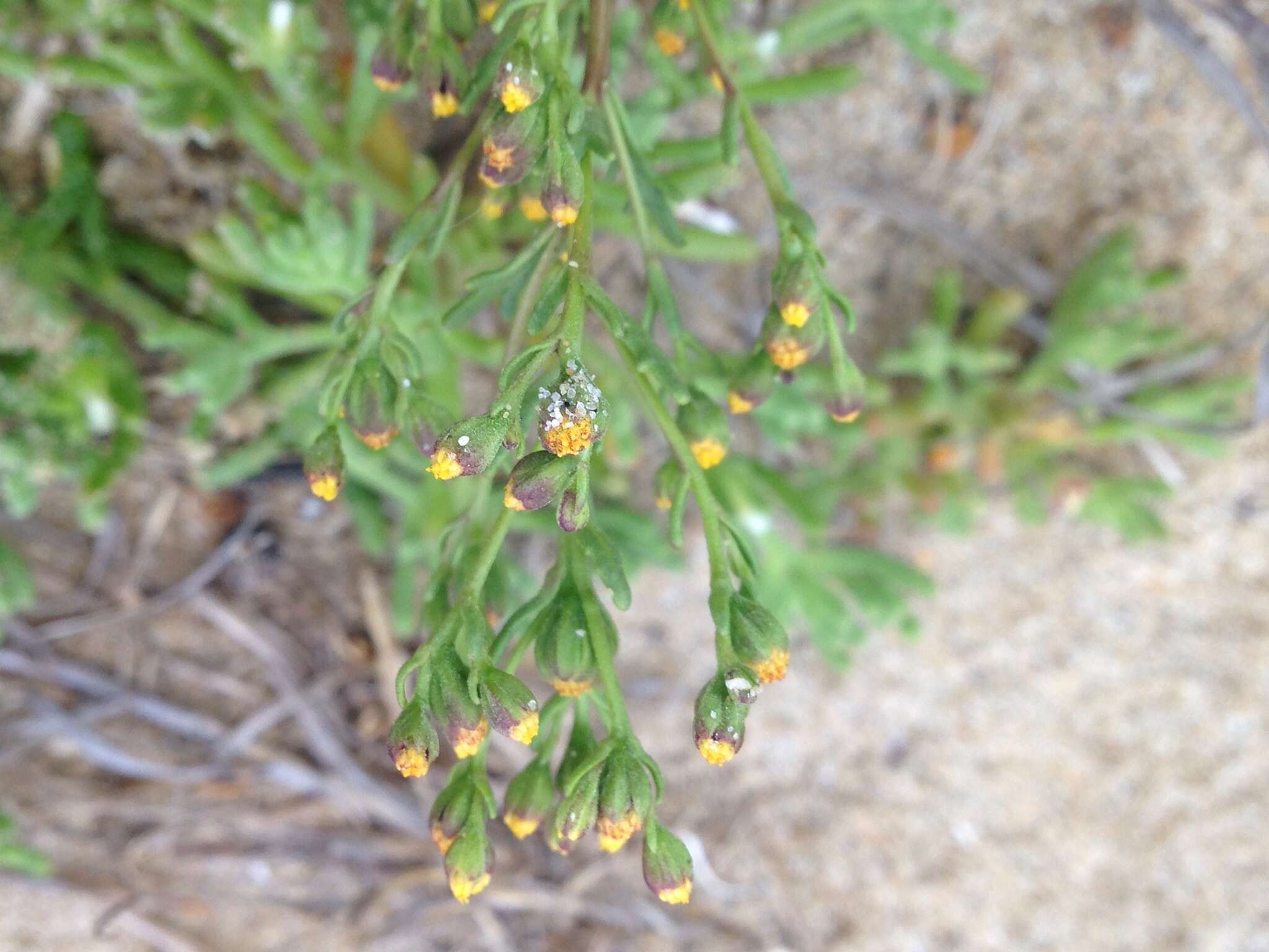 Слика од Amblyopappus