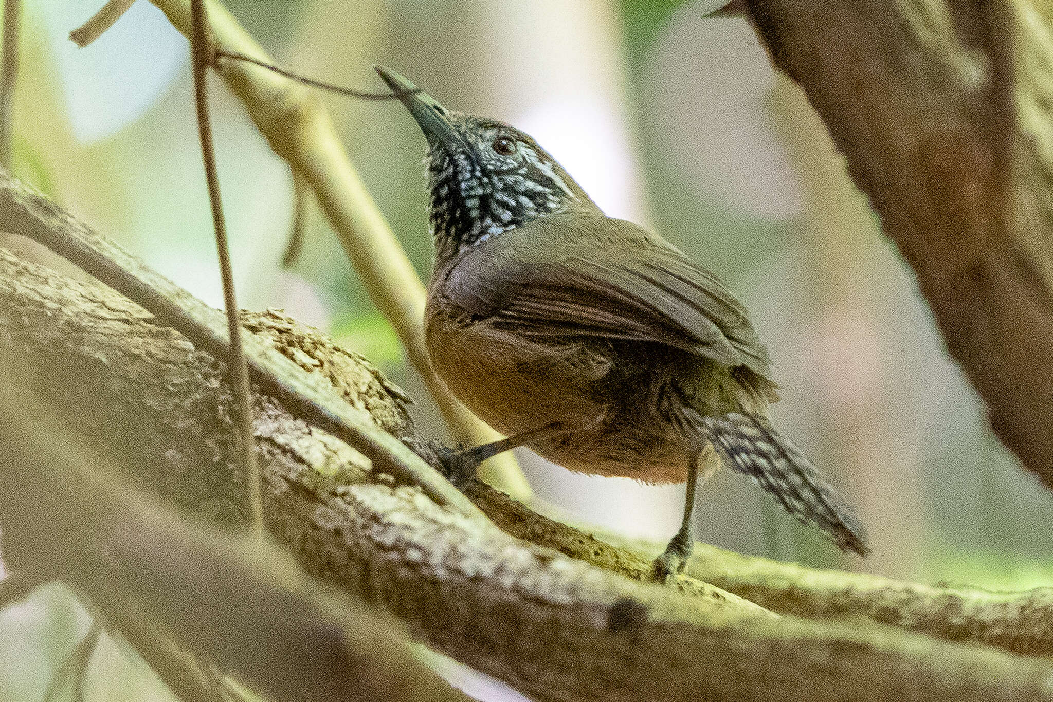 Image of Rufous-breasted Wren