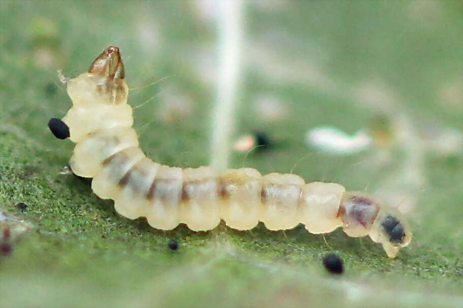 Plancia ëd Phyllonorycter klemannella (Fabricius 1781)