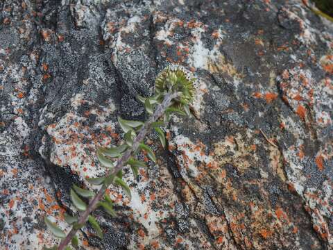 Image of Stoebe cyathuloides Schltr.