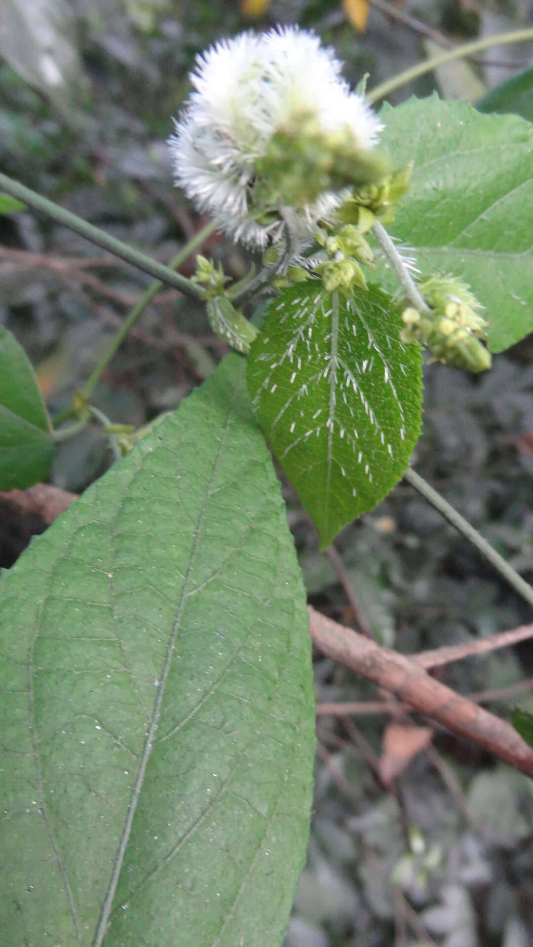 Image of Tragia involucrata L.