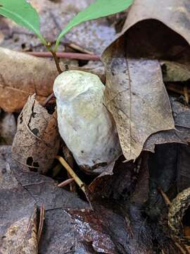 Image of Hypomyces chlorinus Tul. & C. Tul. 1865