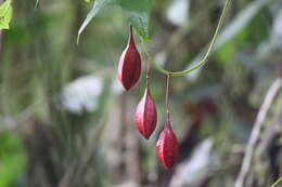 Image de Passiflora cisnana Harms