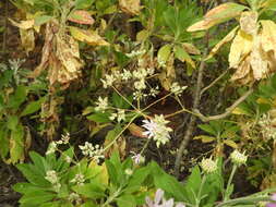 Image of Pimpinella dendroselinum Webb & Berth.