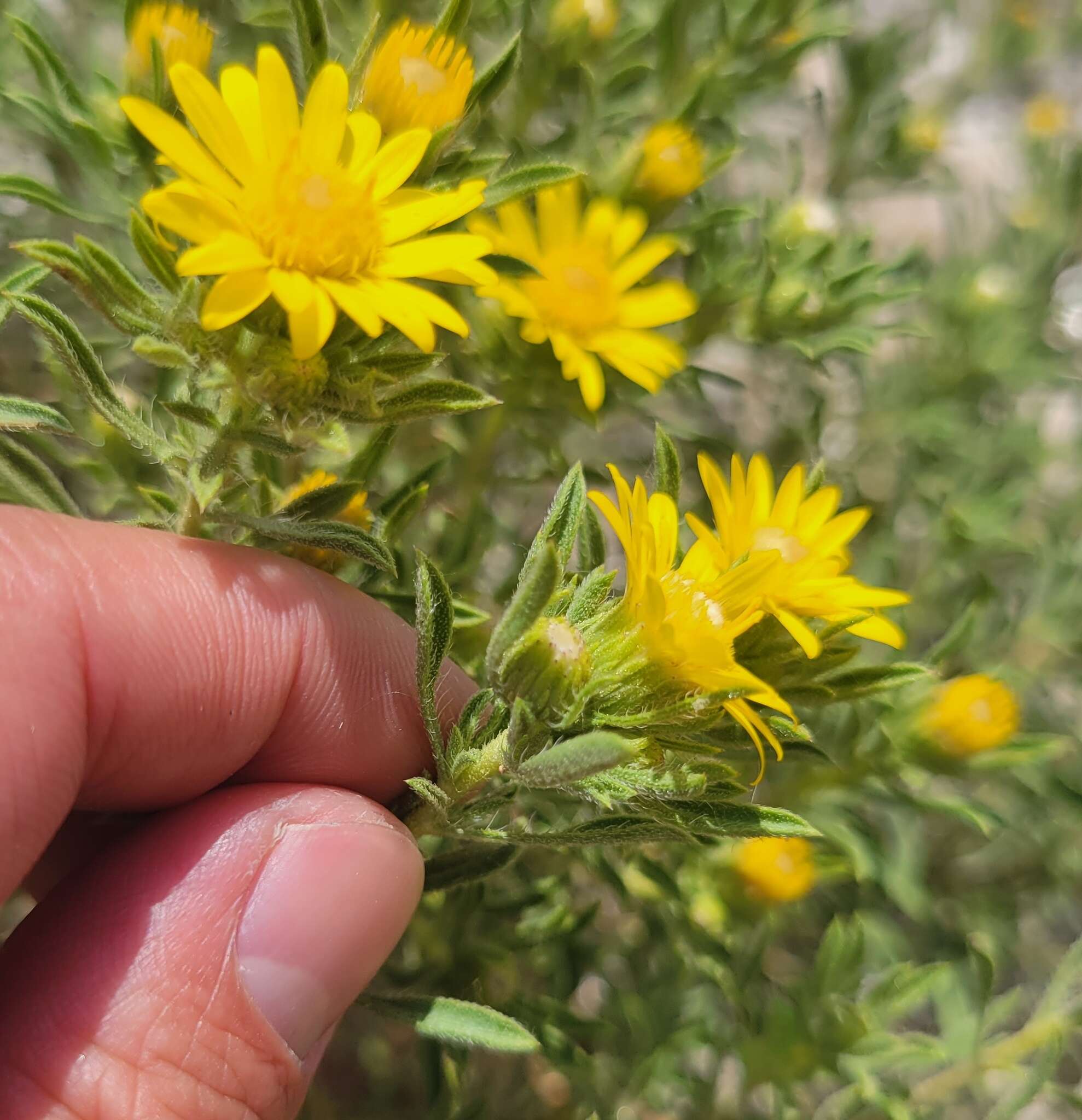 Image of stiffleaf false goldenaster