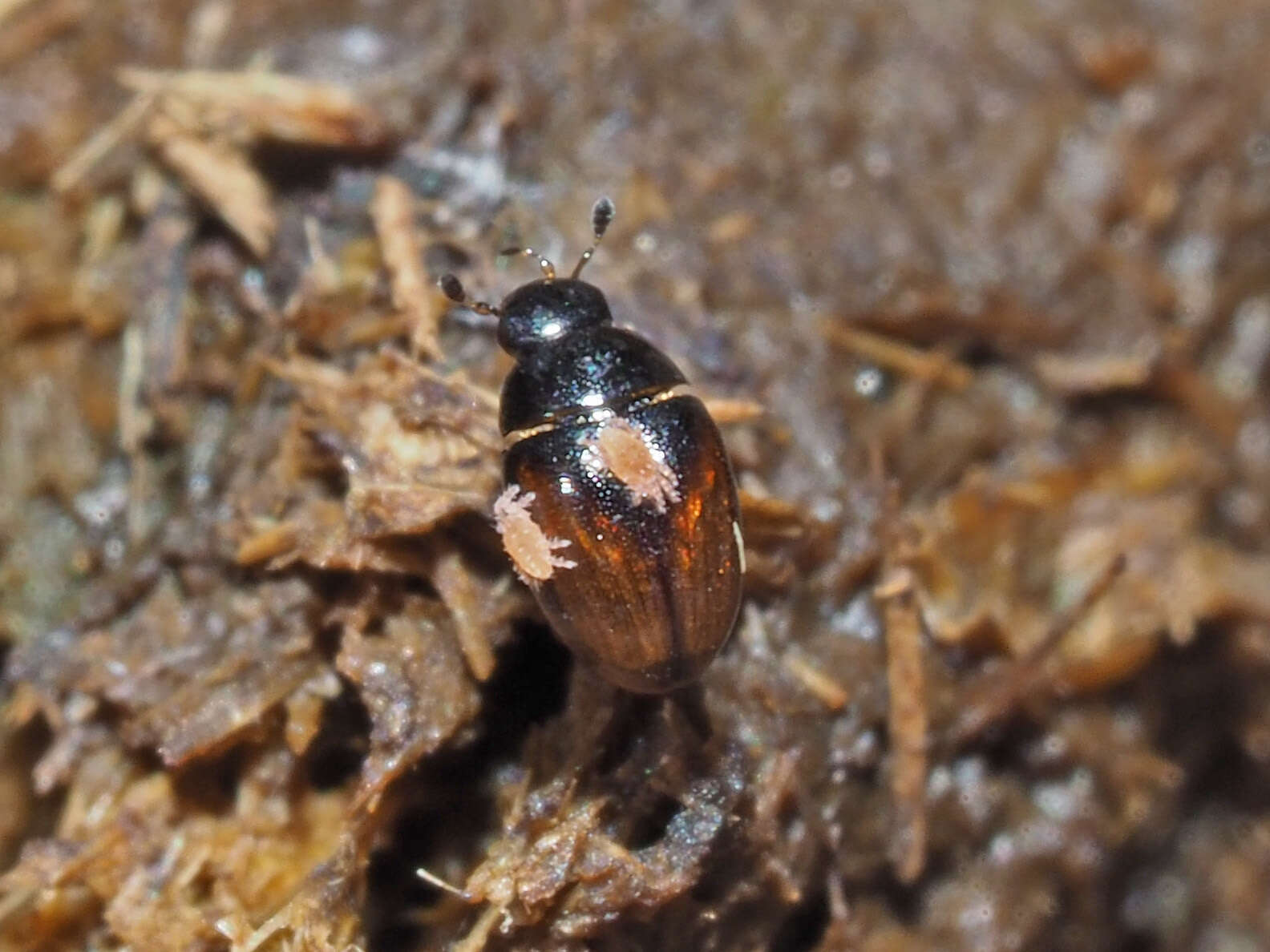 Image of Cercyon (Cercyon) melanocephalus (Linnaeus 1758)