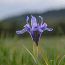 Plancia ëd Iris ruthenica subsp. brevituba (Maxim.) Doronkin