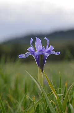 Image of Iris ruthenica subsp. brevituba (Maxim.) Doronkin