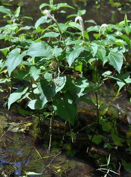 Image of lizard's tail