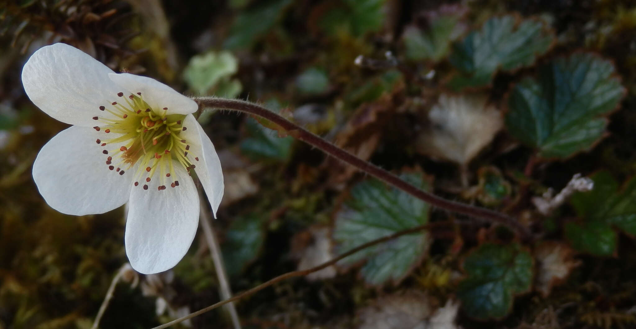 Image of Geum uniflorum J. Buch.