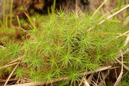 Image of Polytrichum subpilosum Palisot de Beauvois 1805