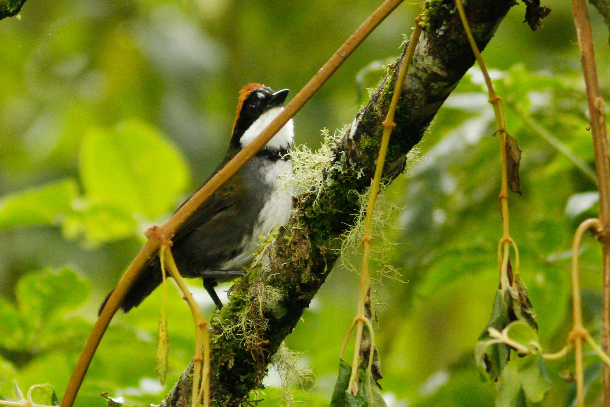 Image of Chestnut-capped Brush Finch