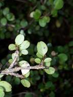 Image de Coprosma colensoi Hook. fil.