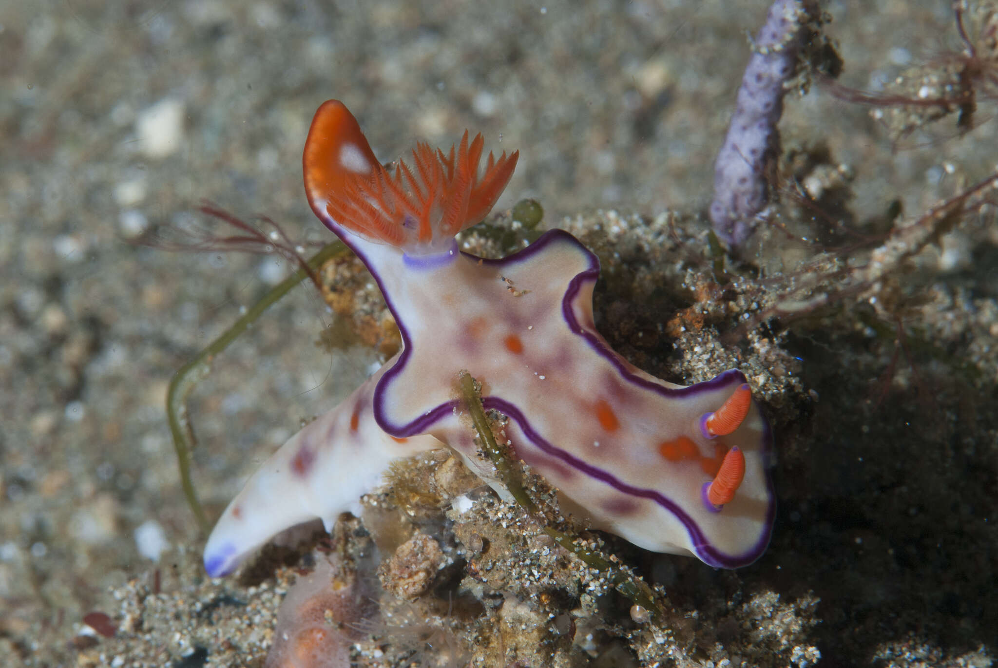 Image of Ceratosoma trilobatum (J. E. Gray 1827)